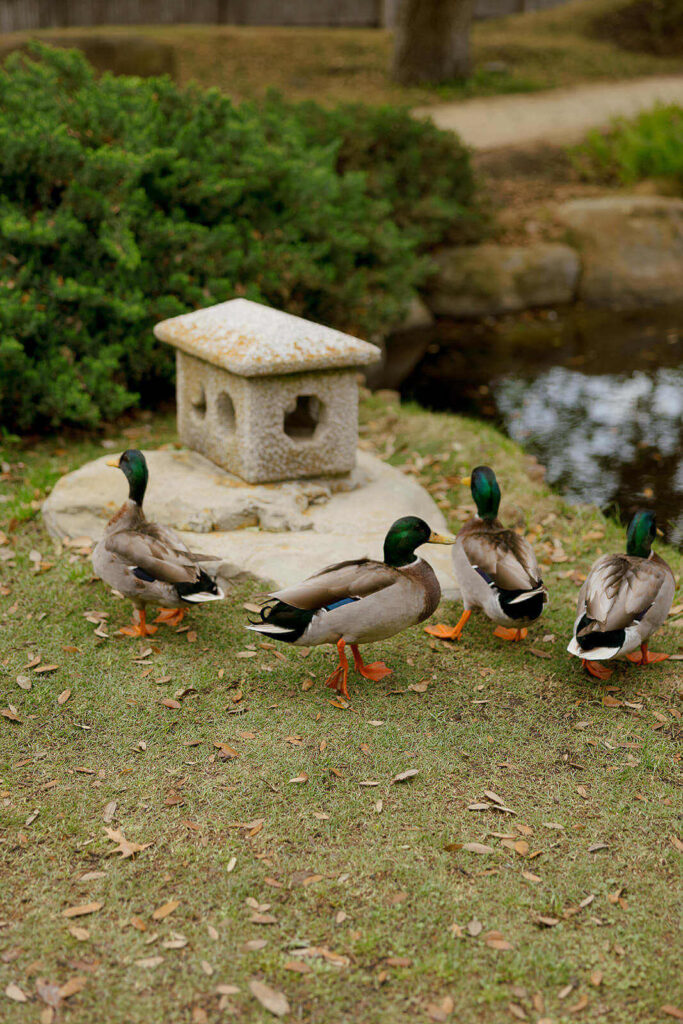 Four mallard ducks gathered near a pond and a miniature stone gazebo