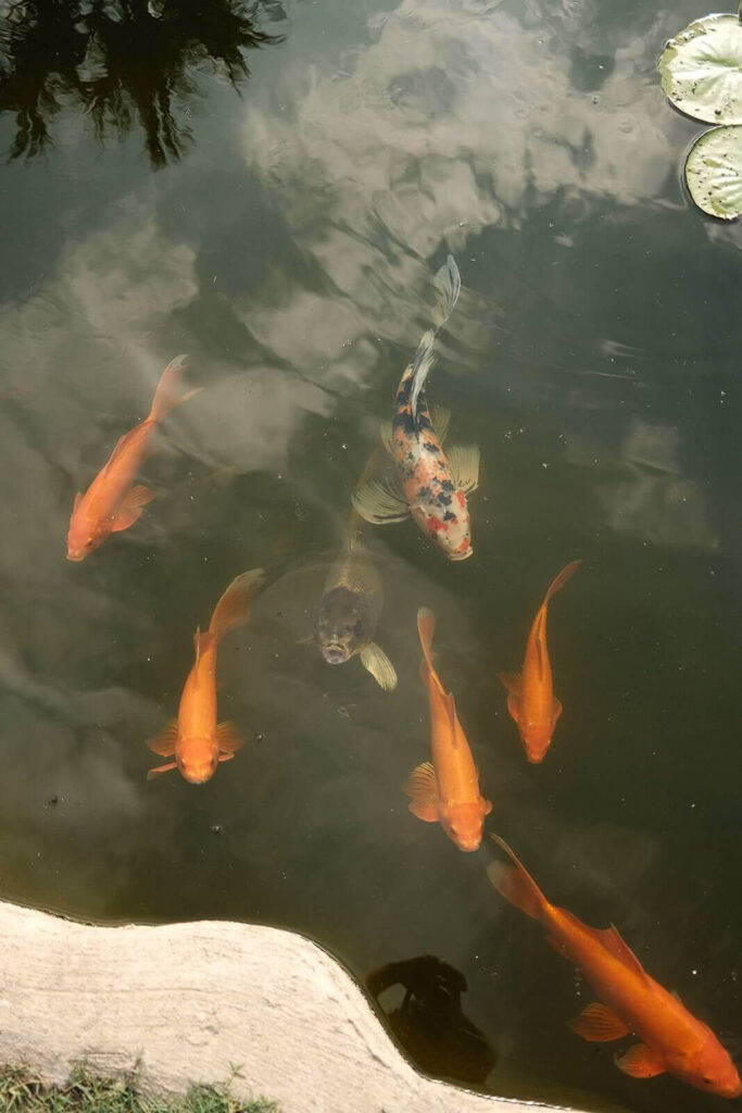 5 bright orange koi fish swim towards the bottom of the frame and two speckled koi trail behind