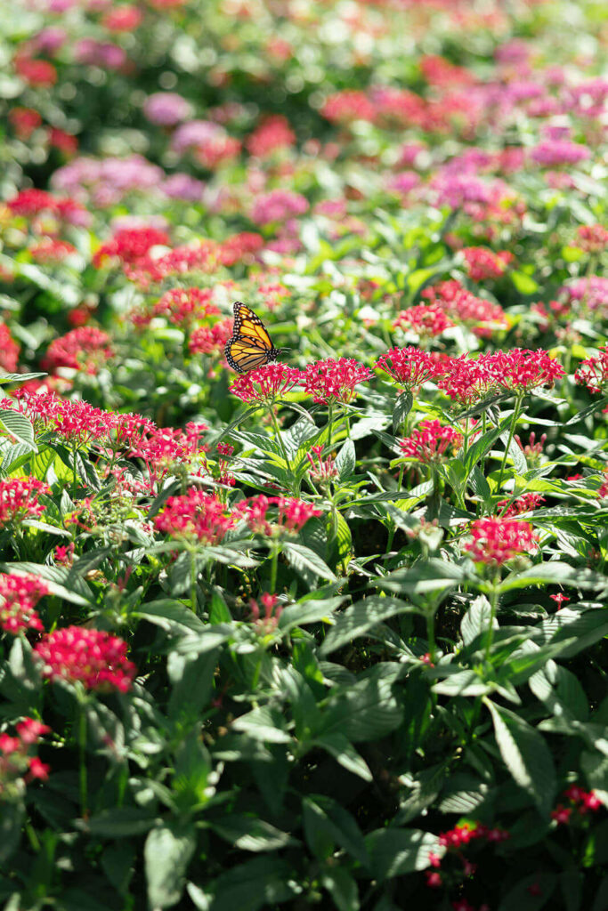 Monarch butterfly landing on red and pink flowers