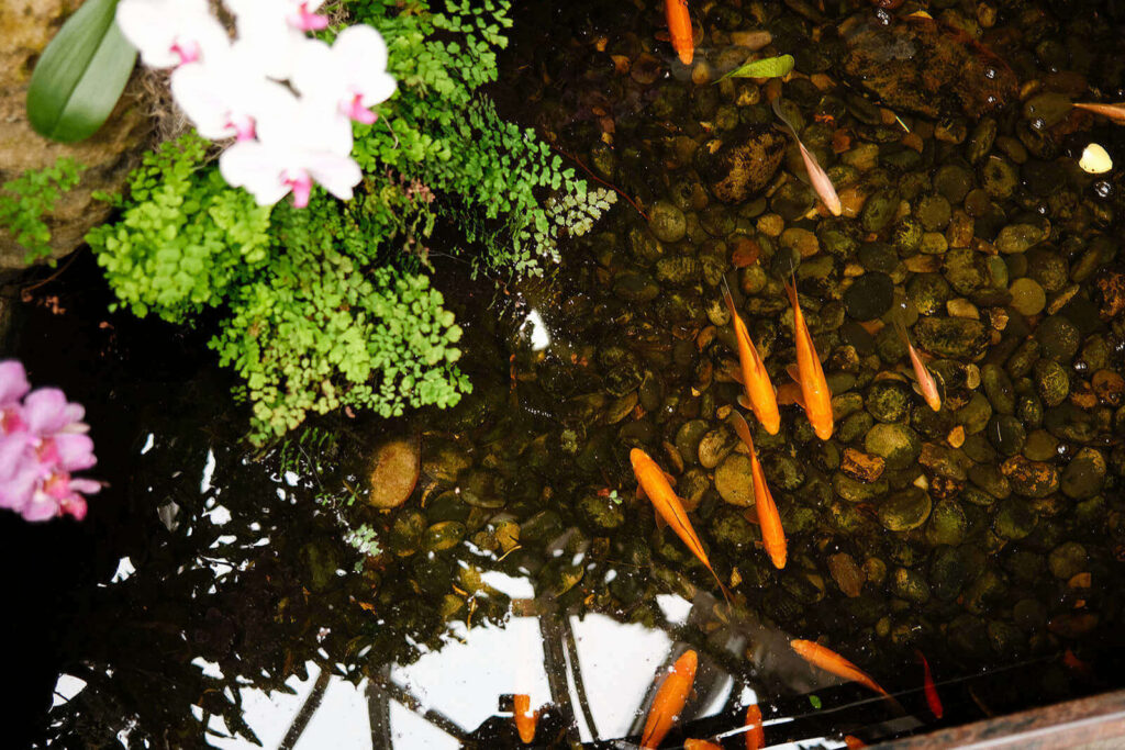 Koi fish in indoor pond